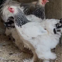 مرغ برهما|حیوانات مزرعه|گلوگاه, |دیوار