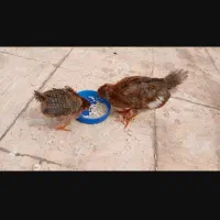 جوجه رسمی خروس بزرگ