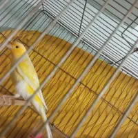 قناری بخون|پرنده|پاکدشت, پاکدشت (مامازند)|دیوار