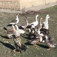 غاز محلی و اردک محلی