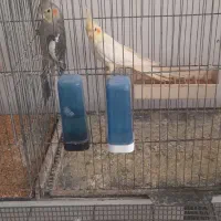 عروس هلندی لوتینو|پرنده|لاهیجان, کوی خزر|دیوار