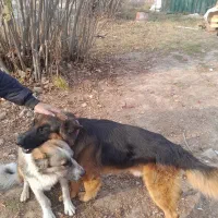 ژرمن شپرد سالم|سگ|کلاردشت, |دیوار