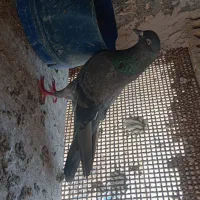 کبوتر پاکستانی|پرنده|میناب, |دیوار