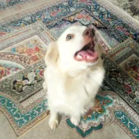 سگ پاکوتاه ماده