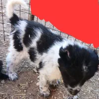 توله قدرجونی|سگ|خرمآباد, |دیوار