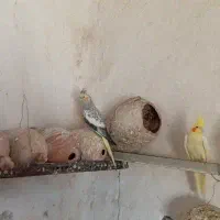 جفت عروس هلندی باتخم