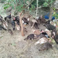 بوقلمون  طبیعی