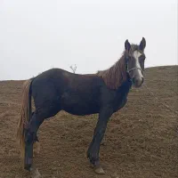 اسب دو ساله