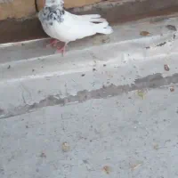 نر جوزی|حیوانات|بروجرد, |دیوار