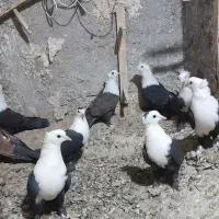 کلاغ کربلایی کله سفید