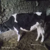 گاو آبستن 8ماهه