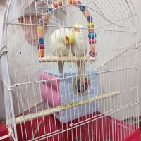 دو عدد عروس هلندی چیکو میشا|پرنده|مشگین شهر, |دیوار