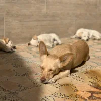 واگذاری توله سگ اشپیتز|سگ|قائمشهر, |دیوار