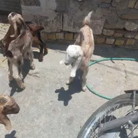 ۷ تا کهره شیری دورگ پاکستانی لنگه دوقلو دونه ۲۳۰۰|حیوانات مزرعه|داراب, |دیوار