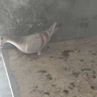 جوجه سرور خطی