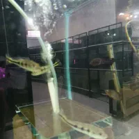 بیش از ۱۳۰ نژاد ماهی اکواریومی در نیشابور|ماهی|نیشابور, دارایی|دیوار