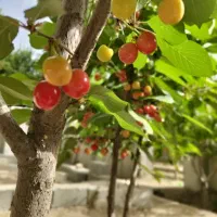 باغچه/ویلا/استخردار/سعیدآباد|فروش خانه و ویلا|هشتگرد, ایقربلاغ|دیوار