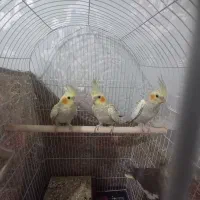 عروس هلندی دستی|پرنده|کرمان, |دیوار