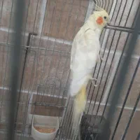 عروس هلندی ماده مست|پرنده|قرچک, شهرک طلائیه|دیوار