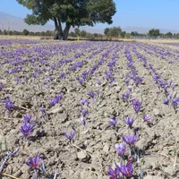 واگذاری ۱هکتار زمین زعفران