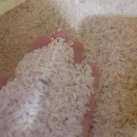 برنج علی کاظمی گیلان خوش پخت خالص