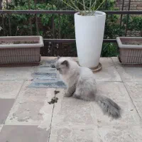 جفت گربه مولد