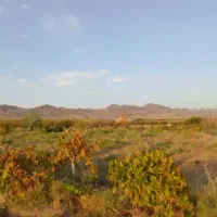 باغ کشاورزی|فروش دفتر صنعتی، کشاورزی، تجاری|سبزوار, رباط|دیوار