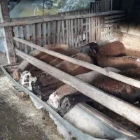 گوسفند نر پرواری نره تخمی افشار|حیوانات مزرعه|بابلسر, |دیوار