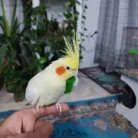 جفت عروس هلندی لوتینو / سینامون با قفس زیر قیمت