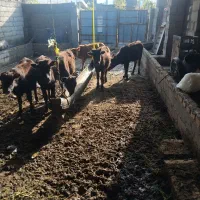 گوساله قربانی۷راس