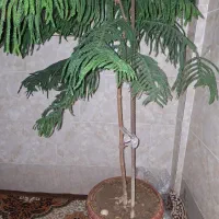 گلدون کاج