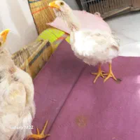 ۳عدد جوجه سرحال