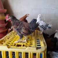 جوجه مرغ بومی جهادی مشکی گلپایگانی نیمچه ۸۰۰گرمی