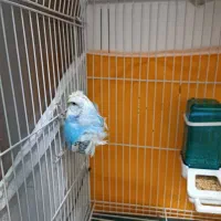 مرغ عشق پروانه ای|پرنده|مشهد, ثامن|دیوار