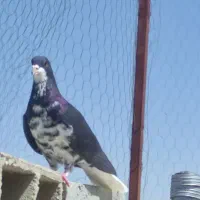 شهری بهبونی