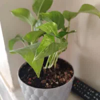 گل لوبیا (پتوس)|گل و گیاه طبیعی|نجفآباد, امام خمینی|دیوار