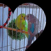 دو عدد مرغ عشق خوش رنگ و زیبا