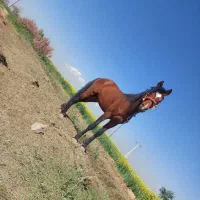 حیوانات اسب