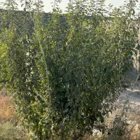 ویلای نقلی با قیمتی استثنایی