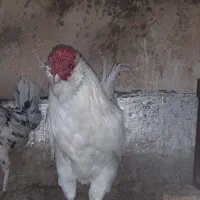 مرغ وخروس بگین خاص|حیوانات مزرعه|محمدشهر, محمدشهر|دیوار