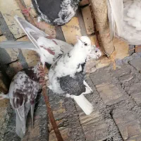 کبوتر|پرنده|قم, باجک یک|دیوار