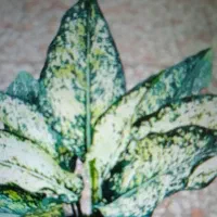 گل اگلو برفی