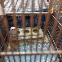 یک عدد فنچ نر همراه با قفس به فروش می رود