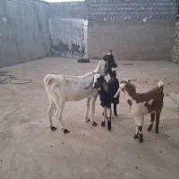 بز دوقولو زا|حیوانات مزرعه|کوهرنگ, |دیوار