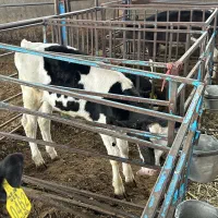 گوساله اسپرم امریکایی