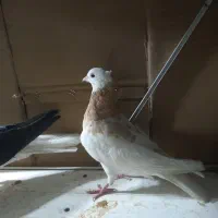 کفتر صید|پرنده|مشهد, چهنو|دیوار