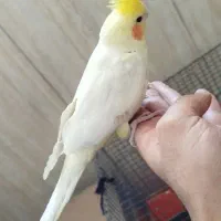 عروس هلندی ماده