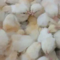 جوجه گوشتی راس درجه یک تضمینی باوزن گیری بالا در