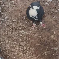 دوعد کبوتر