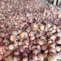 پیاز زرنق درجه یک